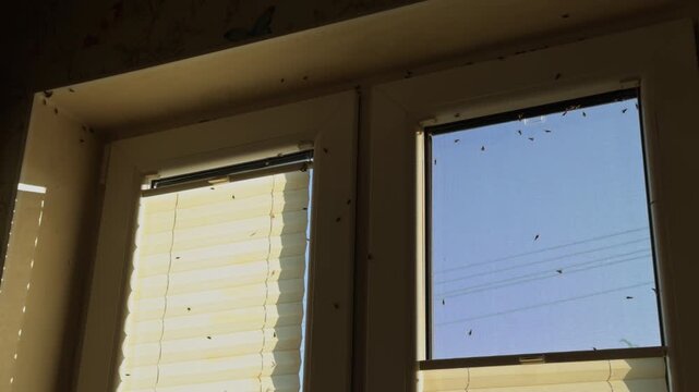 Blinds and a beautiful Blue Sky seen through Windowpanes in the Soft Light of daytime, creating a serene atmosphere