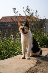 A tricolored cat is contemplating on the side of the road. The cat, whose body is predominantly white with a combination of black and brown fur, is relaxing in the morning. A stray cat with copy space