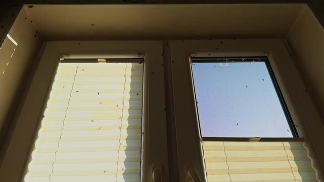 Radiant sunlight gently filtering through the window blinds, creating a beautiful ambiance in the room