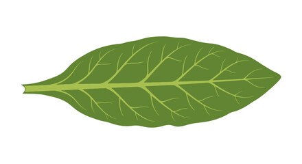 Obraz premium Detailed Illustration of a Single Green Leaf with Visible Veins for Botanical Studies and Nature-Themed Design Projects, Ideal for Educational and Decorative Purposes