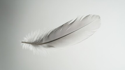 Obraz premium Floating feather on plain background in serene studio setting