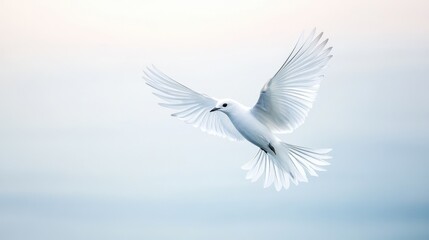 Obraz premium White bird flying in a serene blue sky during daytime