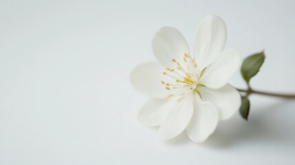 Single white flower on plain background, serene indoor setting