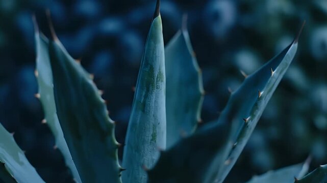 An agave plant stands prominently its sharp spiky leaves capturing the focus in a garden setting