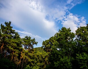 Forest canopy meeting a cloudy sky