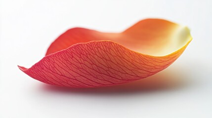 Close-up of delicate red and orange flower petal on white background