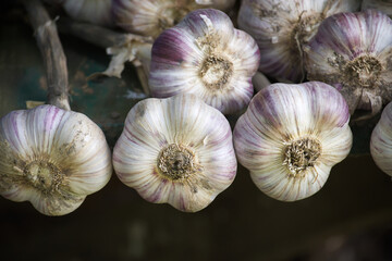 Close-Up of Fresh Garlic Bulbs Background with Rustic Details