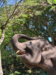 Fototapeta premium Majestic Elephant Reaching for Greenery in Lush Forest.