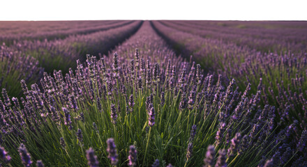 Naklejka premium Vast, vibrant blooming lavender field, sharp focus on delicate purple florets, green stems, soft golden light, creamy bokeh, concept of pure natural tranquility and wellness