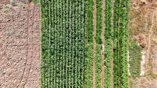A striking 4K vertical drone video format that captures the sharp contrast between a cultivated field of dense green crops and the barren rocky soil beside it perfect for social media