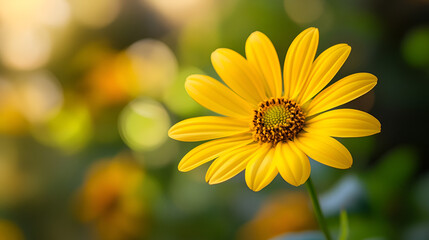 Obraz premium yellow daisy flower