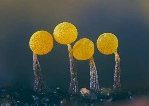 Slime molds. Slime mold - physarum viride. Yellow small protist organism