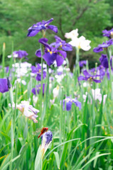 菖蒲と赤とんぼ