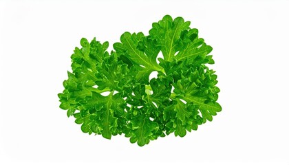 Obraz premium Close-up of fresh green parsley leaves isolated on white, showcasing vibrant color and texture.