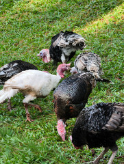 Flock of Diverse Turkeys Grazing on Green Grass.