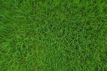 Vibrant green grass texture background from above