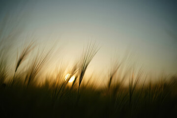 Fototapeta premium Abstract impressionistic view of tall grass swaying in the wind at sunset