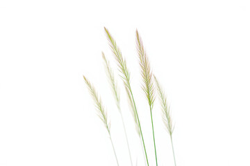 Fototapeta premium Delicate stalks of dried ornamental grass with soft focus against a white background