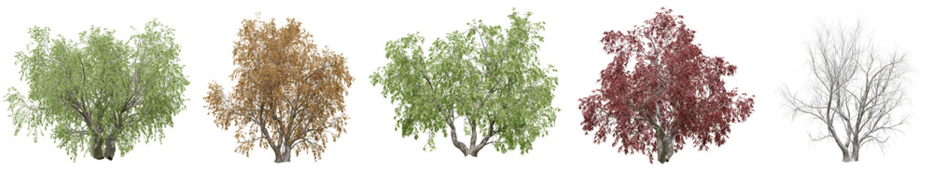 Collection of Black Willow trees with isolated on transparent background. PNG file, 3D rendering illustration, Clip art and cut out