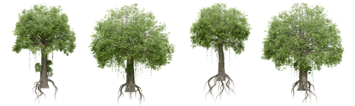 Collection of Verdan oak Giant trees with isolated on transparent background. PNG file, 3D rendering illustration, Clip art and cut out