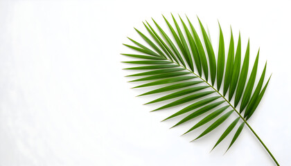 Obraz premium Isolated Green Palm Leaf on a White Background Depicting Natural Detail and Freshness