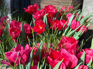 Fototapety na wymiar - Fototapeta24.pl