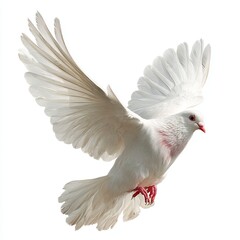 Obraz premium A white dove with outstretched wings, symbolizing peace, is captured in mid-flight against a plain background.