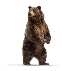 Fototapeta premium Discover the majestic presence of a brown bear standing upright, showcasing its powerful stance and natural beauty.