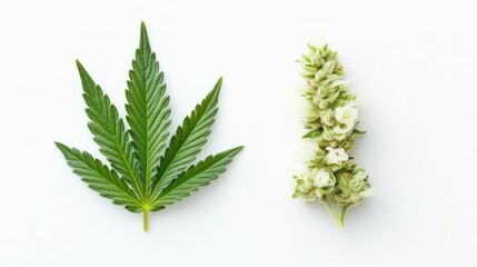Hemp leaf and flower on white background