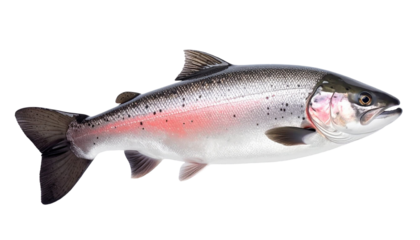 red sea fish isolated on transparent background, png