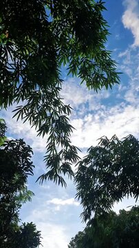 Blue sky with Clouds and bamboo leaves in a Peaceful Sky