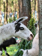 Adorable Llama Eating Green Grass in a Forest Setting.