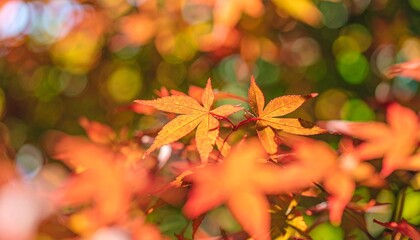 Vibrant autumn maple leaves with beautiful orange and red colors on a tree branch, featuring a soft, blurred bokeh background during fall.