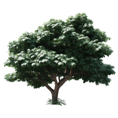 Fototapeta premium An isolated, flourishing tree exhibits lush greenery and robust branches, radiating vitality and an impressive sense of natural beauty. 
