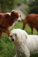 White dog stands in a grassy field next to two other dogs