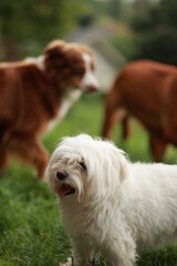 White dog stands in front of two brown dogs