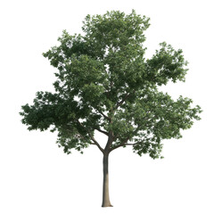 A majestic deciduous tree stands tall, a symbol of life, growth, and resilience. The lush green canopy provides a welcoming shade.