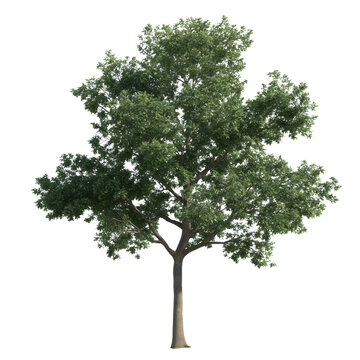 A majestic deciduous tree stands tall, a symbol of life, growth, and resilience. The lush green canopy provides a welcoming shade.