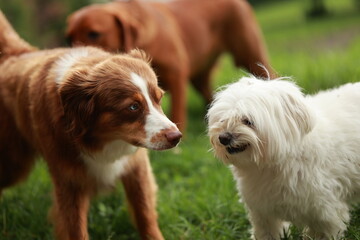 Three dogs are standing in a grassy field, one of which is brown and white