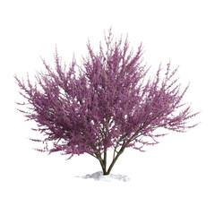 Obraz premium A vibrant and flourishing redbud tree, adorned with delicate pink blooms, stands as a symbol of spring's arrival and renewal, evoking feelings of serenity and freshness.