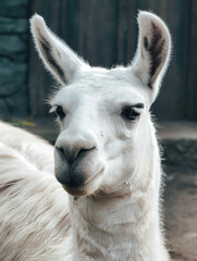 Obraz premium Close-up Portrait of a White Llama with Soft Fur and Alert Ears.