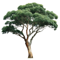 A solitary gum tree, showcasing the textured bark and dense, verdant foliage, stands as a testament to nature's enduring strength and beauty.