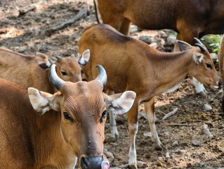 Fototapeta premium Herd of Brown Cows Grazing in a Field.