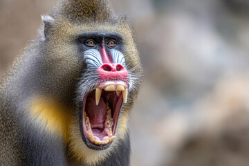 male mandrill (mandrillus sphinx) with wide opened mouth
