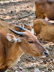 Close-up of a Banteng Bull with Curved Horns in a Natural Habitat.