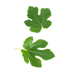 Fototapeta premium green grape leaves isolated on transparent background, png