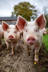 Fototapeta premium Happy pigs living on organic ecological farm 