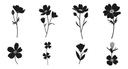 Elegant Black Cosmos Flower Silhouettes Botanical Illustrations © mst