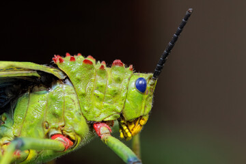 Close-up portrait of a milkweed locust (Phymateus spp.) against a dark background, South Africa