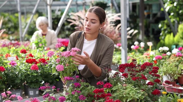 In garden store near shelf window case girl is touched and mesmerized by dense and thick rich inflorescences of decorative half-shrub pentas